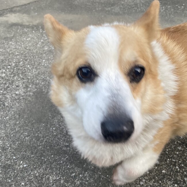 るじゃのカバー写真