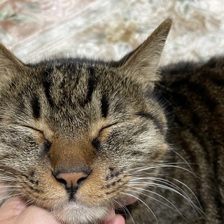 猫も人も大好きです。優しくて甘えん坊の男の子です