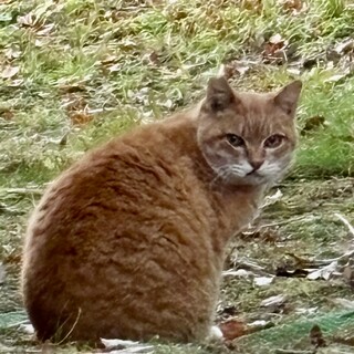 茶白の男の子チャッピーくん