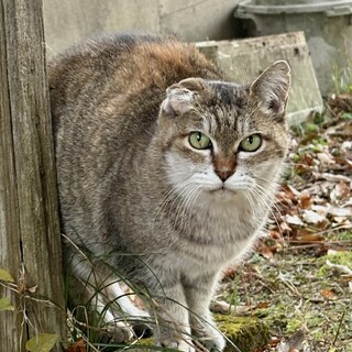 三毛の女の子チョビちゃん