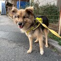 優しいおじいちゃんワンコの【ニョロトノ】くん