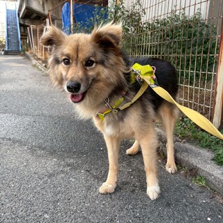 優しいおじいちゃんワンコの【ニョロトノ】くん