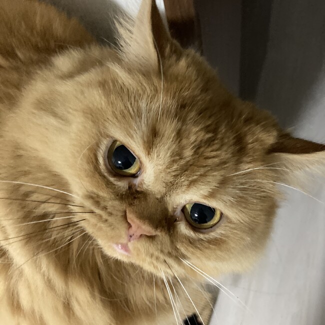 チャチャくんの里親様を募集しておりますのカバー写真