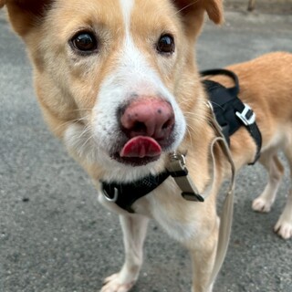 食いしん坊さんな【キャノピー】くん