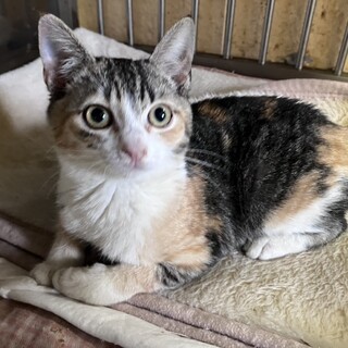 人なれ抜群ごろごろ膝乗り猫三毛四カ月女の子