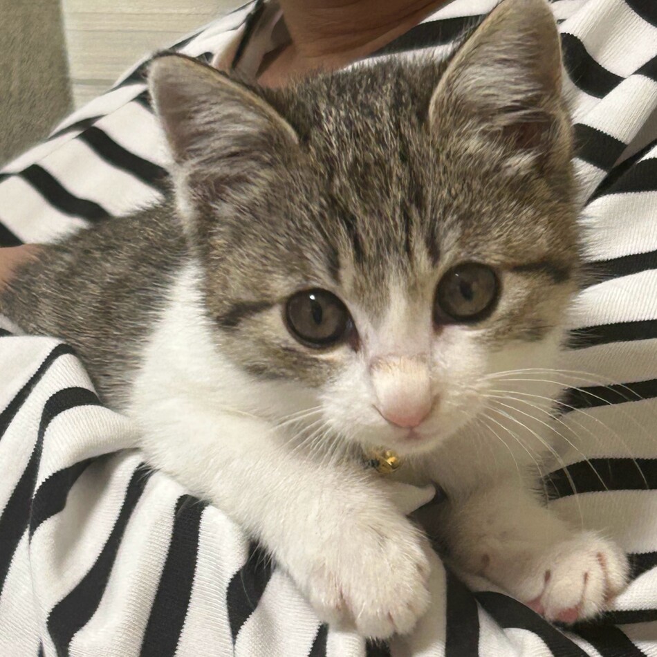 琥珀のカバー写真