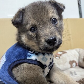 元気いっぱい雑種の仔犬HO7ホーナ君