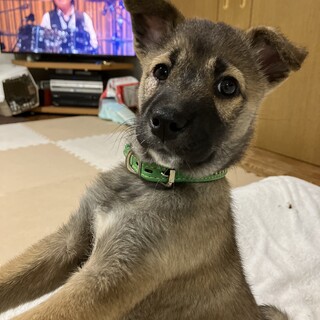 人が大好き甘えん坊のオス子犬
