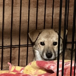 垂れ耳でかわいいお顔してます。殺処分をなくしたい
