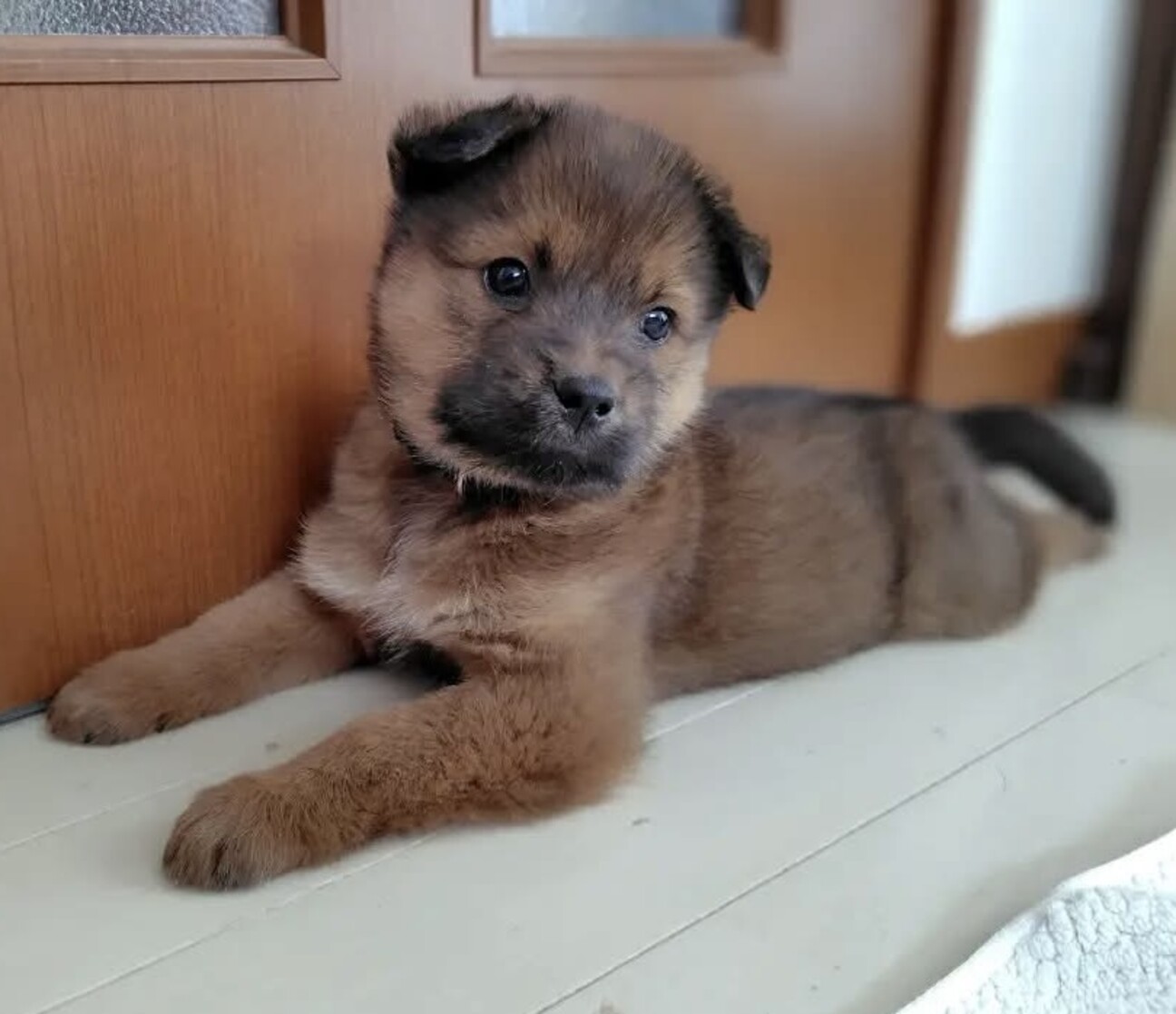 札幌 子犬 里親 無料