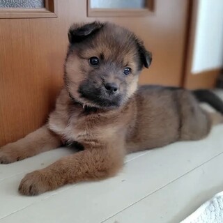 元気いっぱい雑種の仔犬HO8ホーヤ君