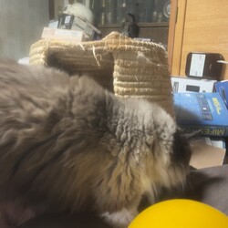 「地震に見舞われオヅノ氏一時家庭内行方不明！」サムネイル2