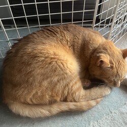 「地震に見舞われオヅノ氏一時家庭内行方不明！」サムネイル3