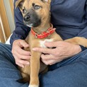 元気で健康・人が大好きメス子犬