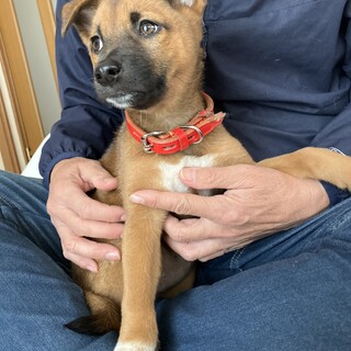 元気で健康・人が大好きメス子犬