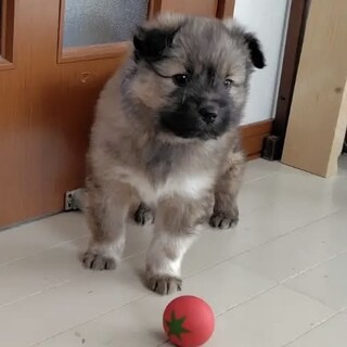 元気いっぱい雑種の仔犬HO9ホーク君