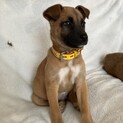 人が大好きムダ吠えなしメス子犬