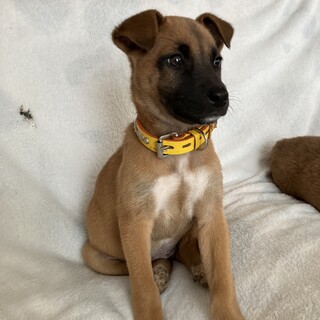 人が大好きムダ吠えなしメス子犬