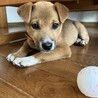 人なつこい甘えん坊さんメス子犬 サムネイル3