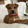 人なつこい甘えん坊さんメス子犬 サムネイル4