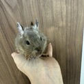 デグーの赤ちゃん里親募集