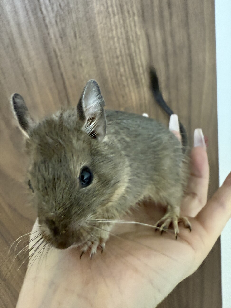 「デグーの赤ちゃん里親募集」東京都 - 小動物の里親募集(532141) 2枚目の画像 :: ペットのおうち【里親決定25万頭！】