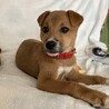人なつこい甘えん坊さんメス子犬 サムネイル6