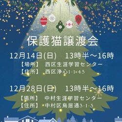 Love_Cats保護猫譲渡会　名古屋市西区