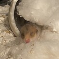 ゴールデンハムスターの赤ちゃん！