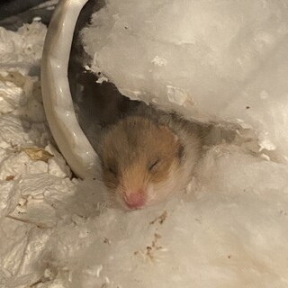 ゴールデンハムスターの赤ちゃん！