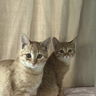 子猫の里親募集