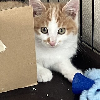 元気いっぱいの男の子