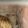 うさぎ（女の子）の里親さま募集 サムネイル1