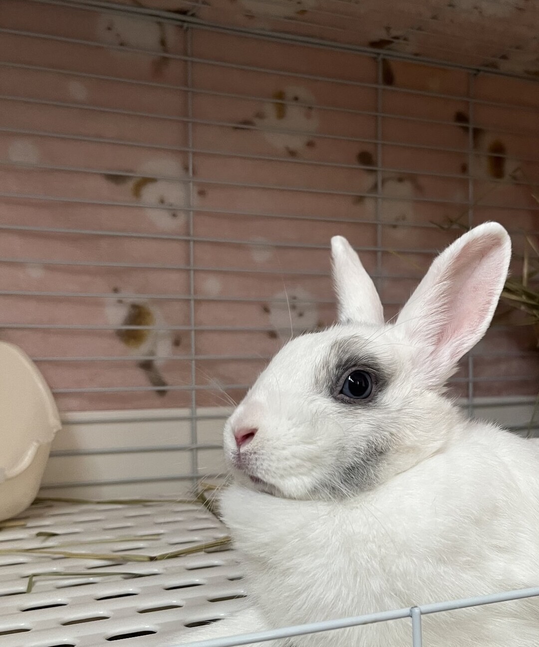 うさぎ（女の子）の里親さま募集 サムネイル3