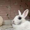 うさぎ（女の子）の里親さま募集 サムネイル3