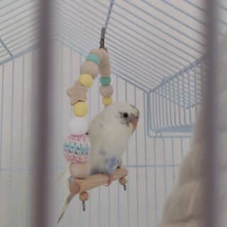 クリームハルクイン　里親さん募集！