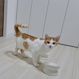 1/3(土)里親会！大きな茶白男子♂もみじ君