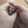 フクロモモンガ脱囊3ヶ月の男の子です サムネイル3