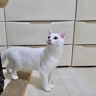 1/3(土)里親会！良いキャラ過ぎる♂桃太郎