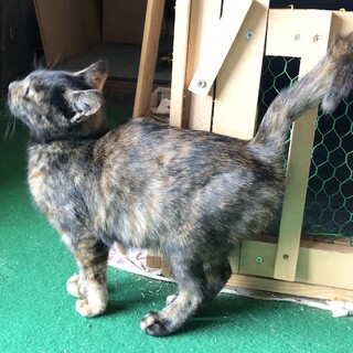 フラダンスちゃん　モカ色のサビ柄