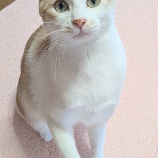 【12/14東銀座】スーくん★１歳♪