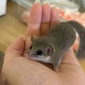 アフリカヤマネを育ててくれる方探しています。