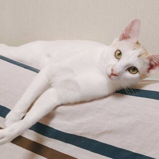 【12/14東銀座】レイくん★１歳♪