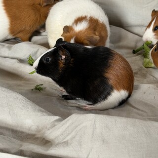 ※お話し中　モルモット　里親さま募集