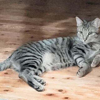 おしゃべりやんちゃBoy