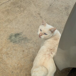 雑種でオスネコちゃんです