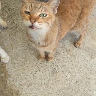 雑種のメス猫ちゃんです。シロの妹です。