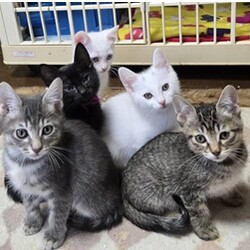 待ちねこ譲渡会　