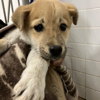 ※優先期間内にお迎え下さい　12月12日まで