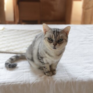 猫嫌い宅にうずくまっていた猫（糸島市）